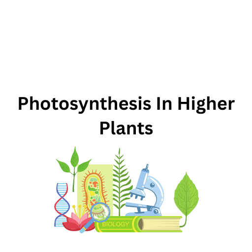 Photosynthesis In Higher Plants